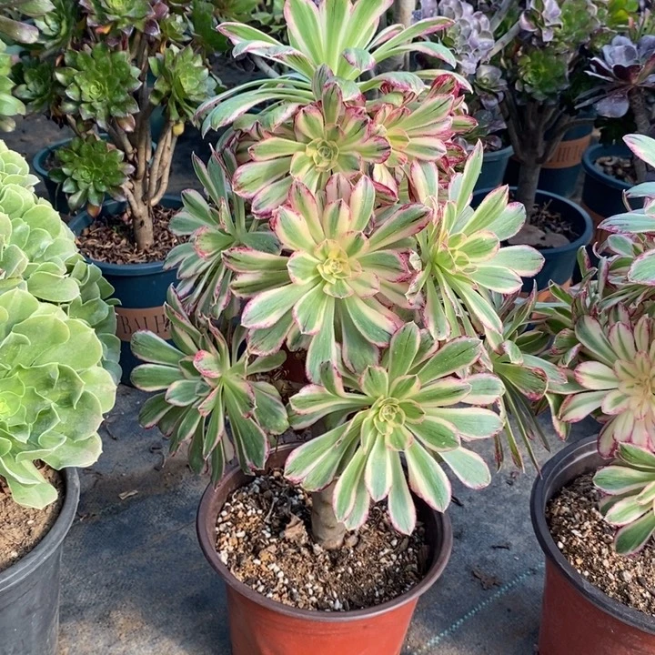 ｖ锦锦多肉植物53。