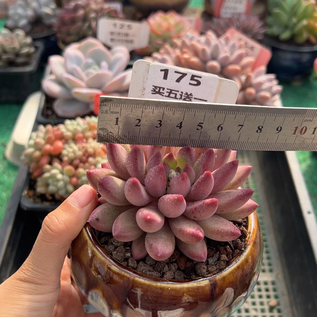表妹精品多肉植物175.