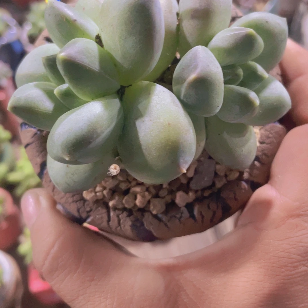 ？***重楼多肉植物多肉
