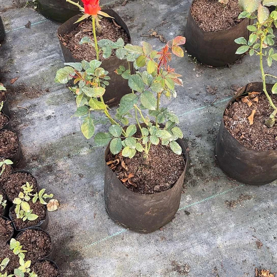 m***团无花朵——-得其利 福利