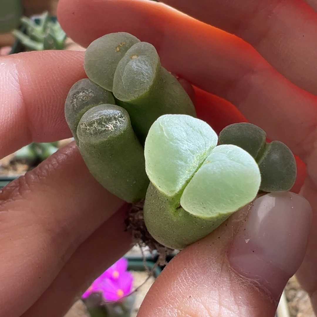 w/277。青蛙母本。群生福利