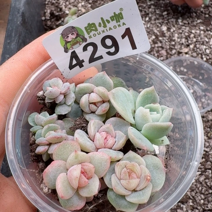 多肉植物多肉植物