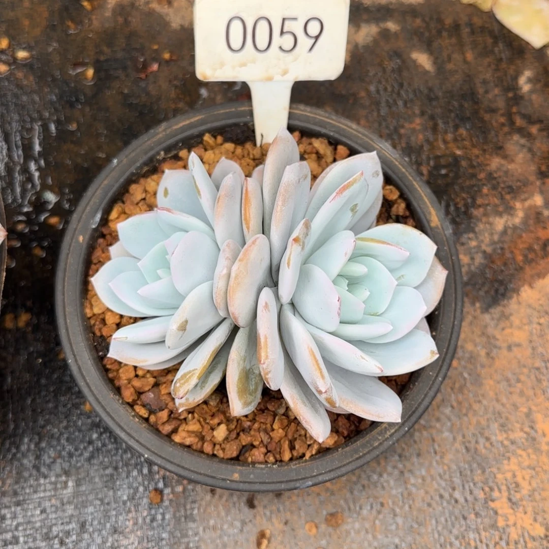 双头奶茶。 0059号。