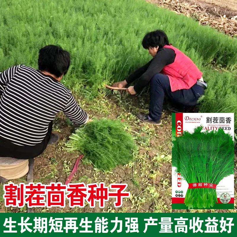 割茬茴香种子茴香种籽四季菜种子大全春夏秋冬季蔬菜菜种籽农家孑