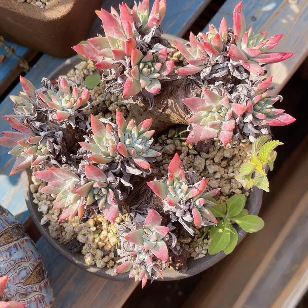 白雪多头老桩10062