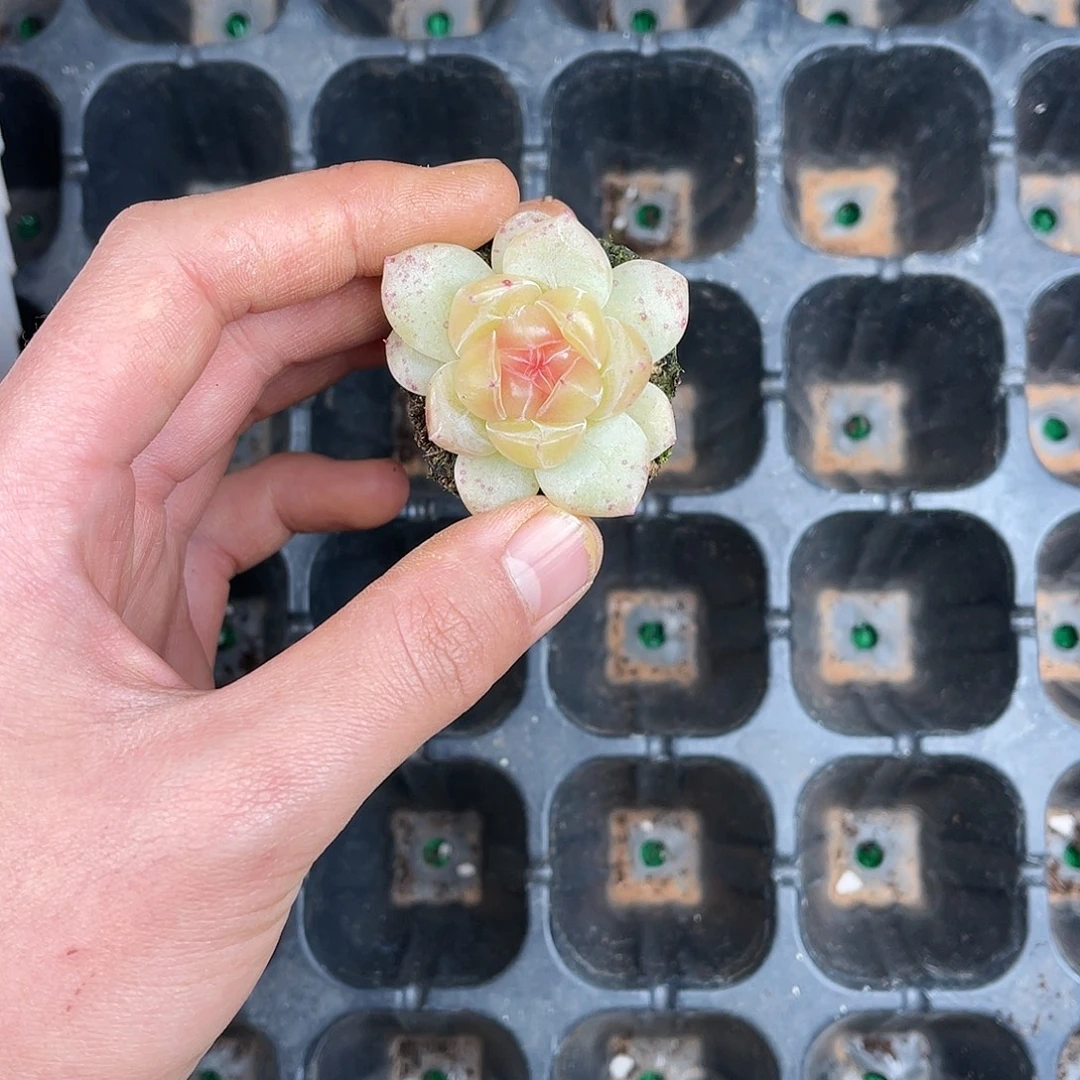 多肉一物一拍21-106