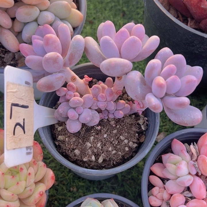 健健康康平平安安