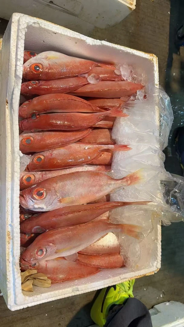 广东汕尾海产红目鲢大眼鱼冷链包邮鲜鱼
