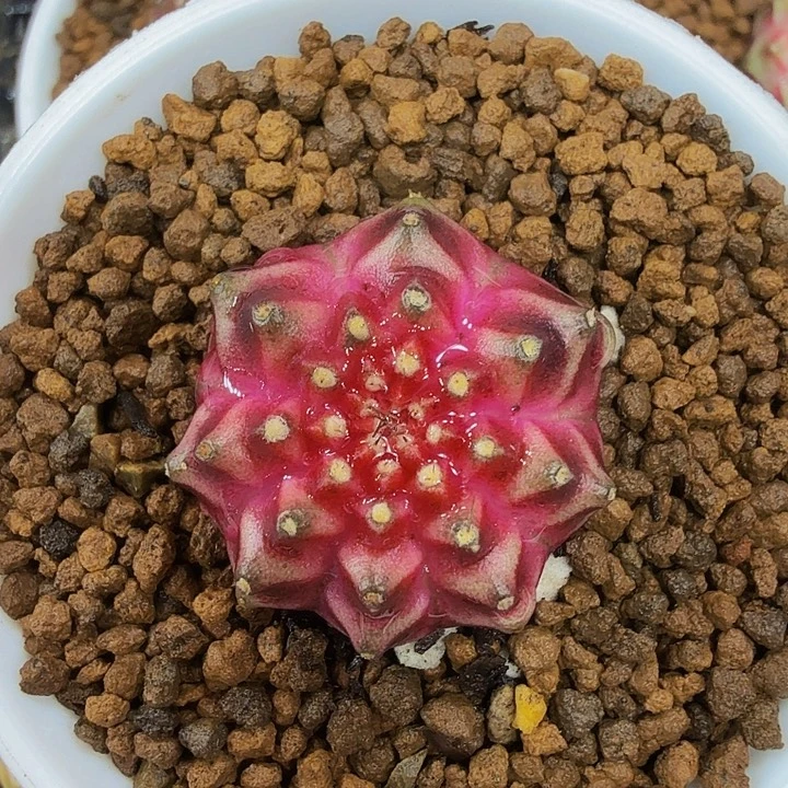 当前无花朵，栽培后可花朵