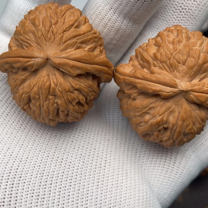 全品白狮子39的尺寸