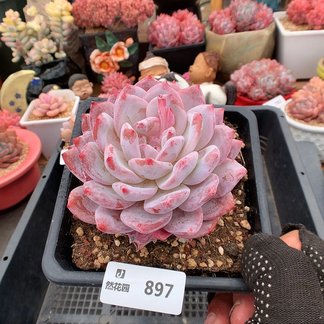 897玫瑰梦露多肉植物6333