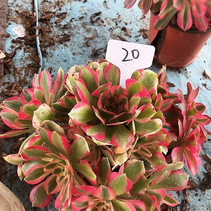 20一颗女神法师多肉