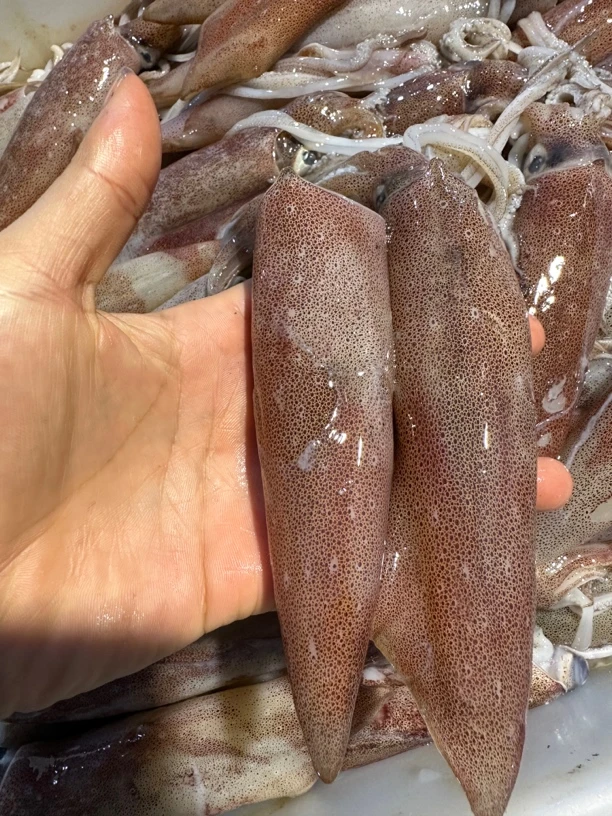 广东湛江 鱿鱼 火箭筒