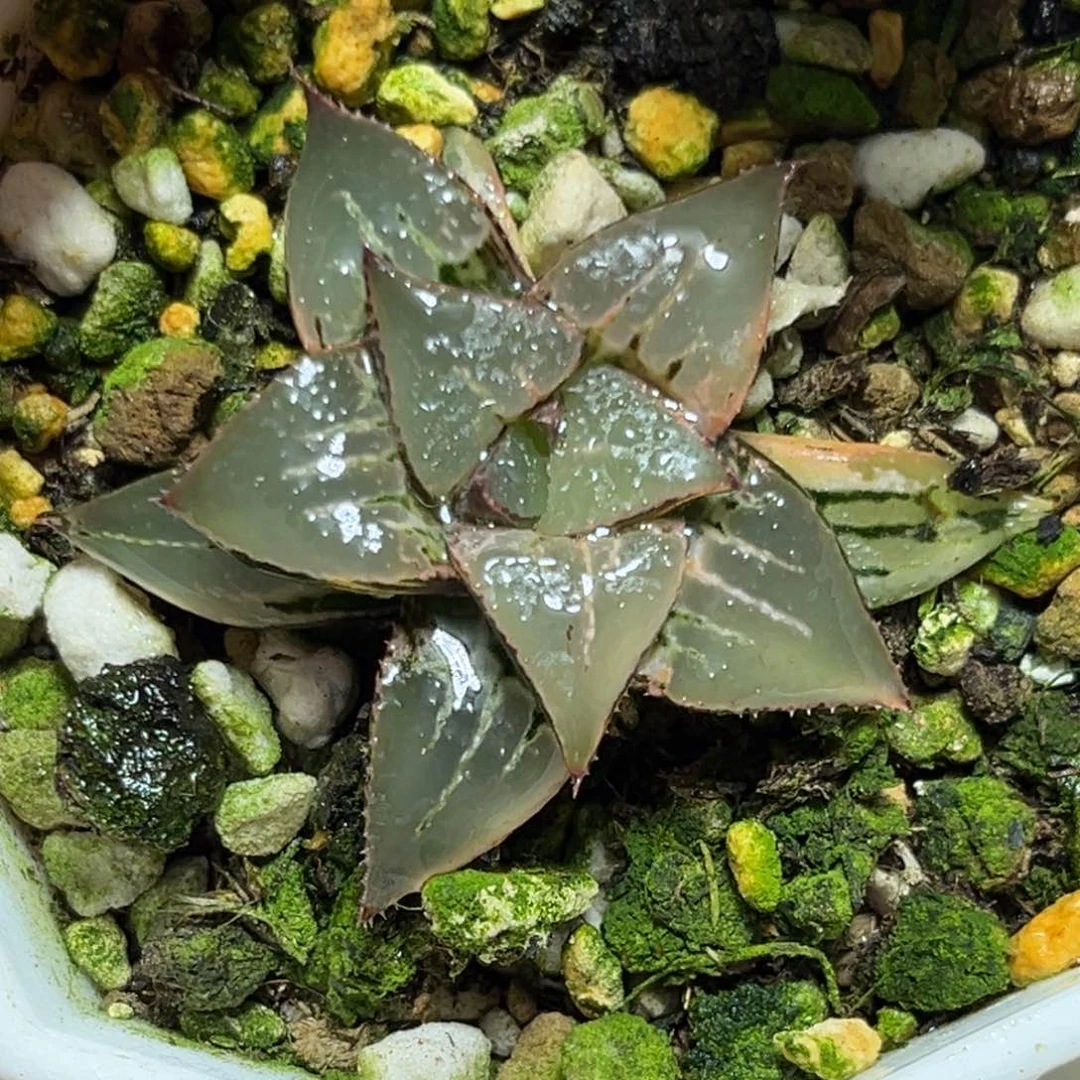 恭喜发财大吉大利586