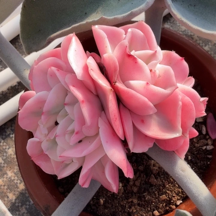 一***间大河之舞锦缀化多肉锦