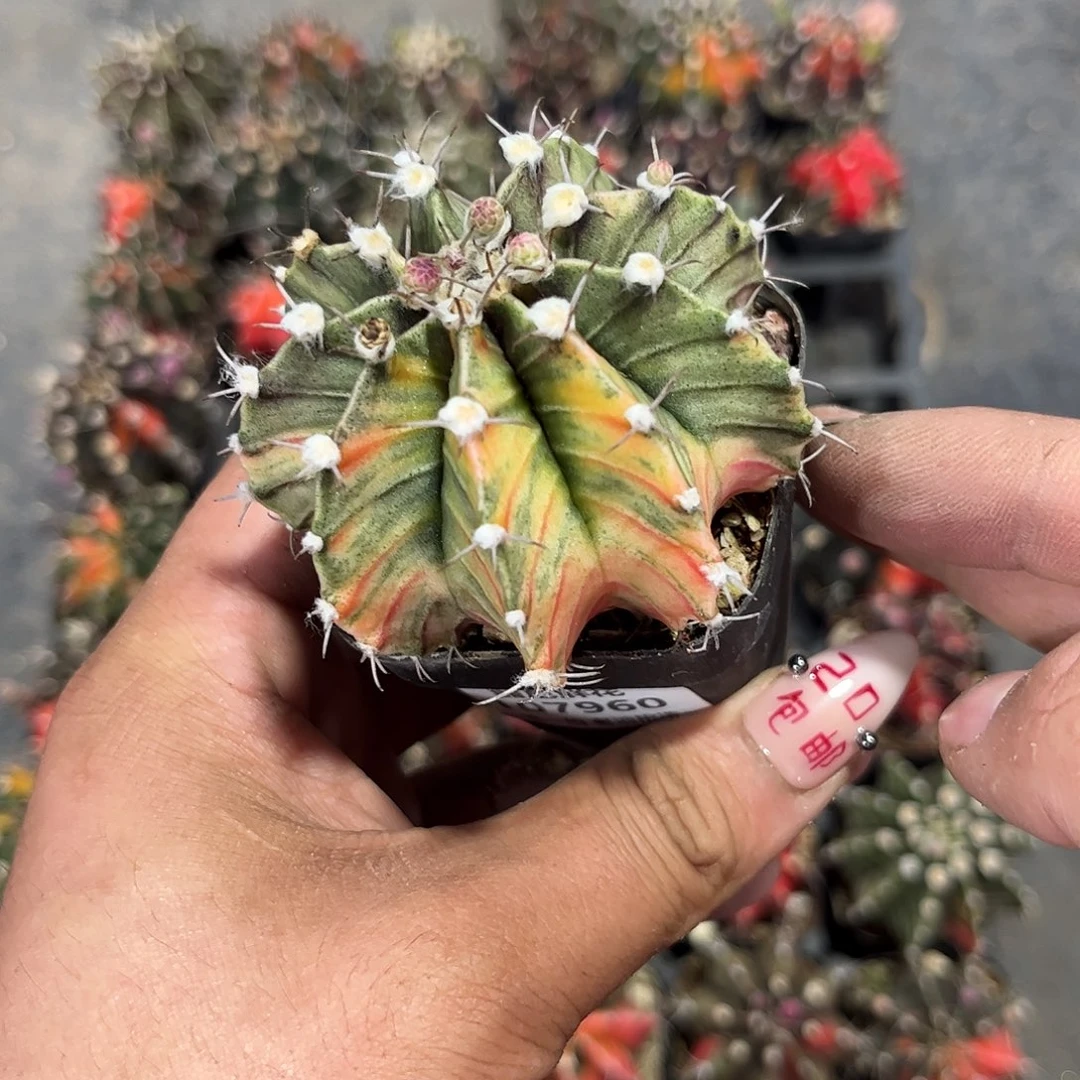 星*107960一物一拍单头发货