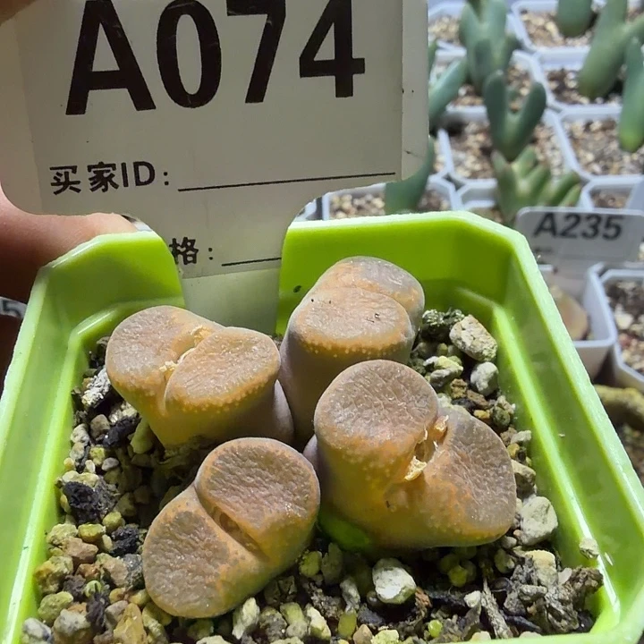 074。满28包邮肉锥