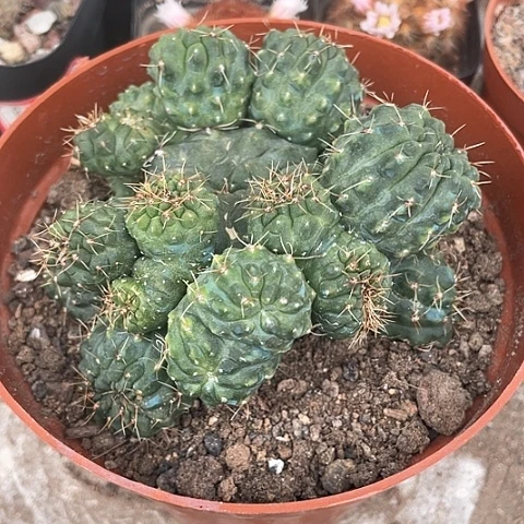 实生变异绯花玉福利