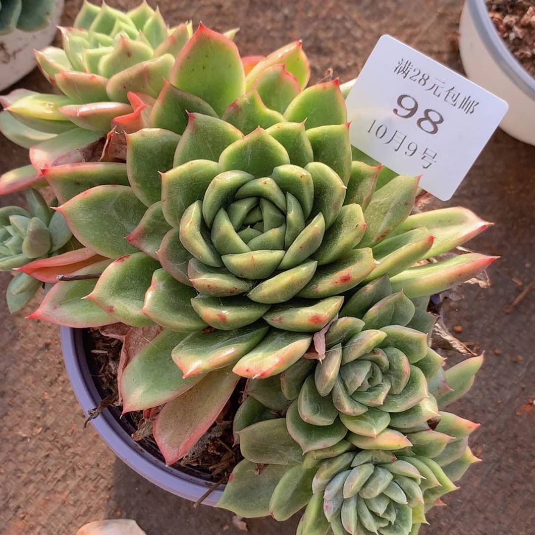 【闪购商品】云98号