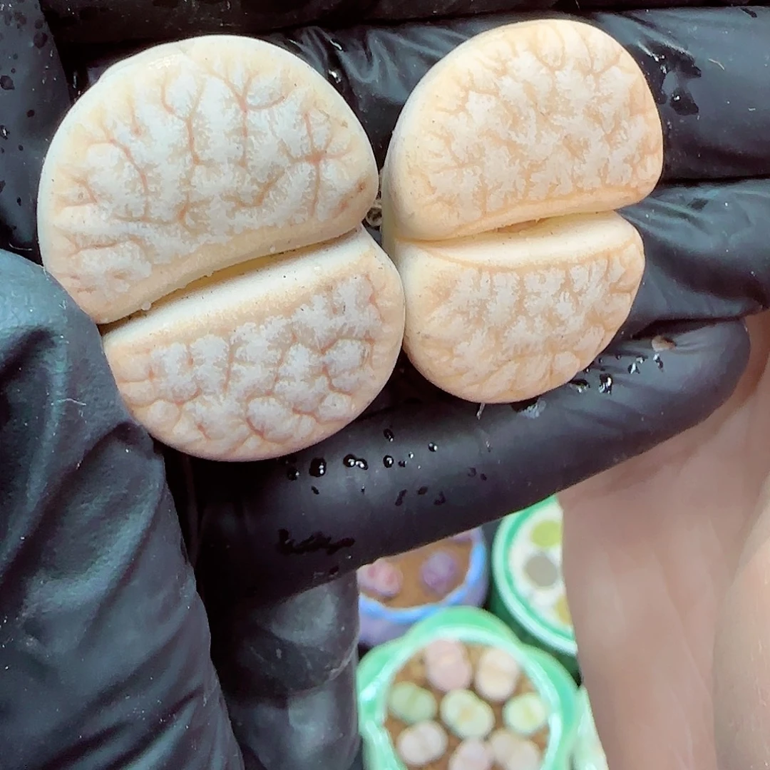 生石花满18包邮1227-26