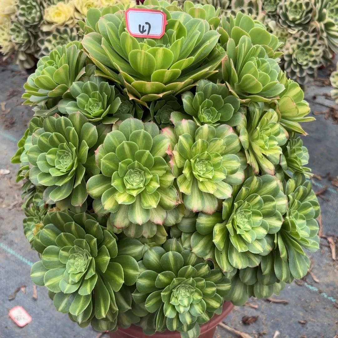 47翡翠琉璃多肉植物绿植