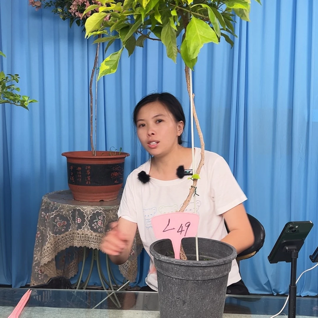 V***y当前无花栽培后可以开花L49新粉