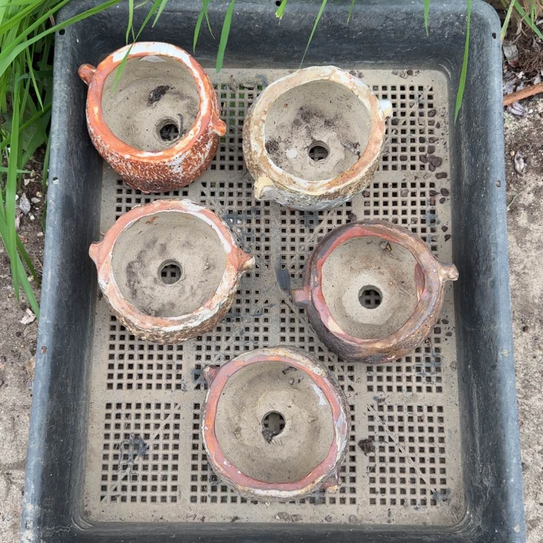 大阿胶5个盆50元啦啦啦啦啦