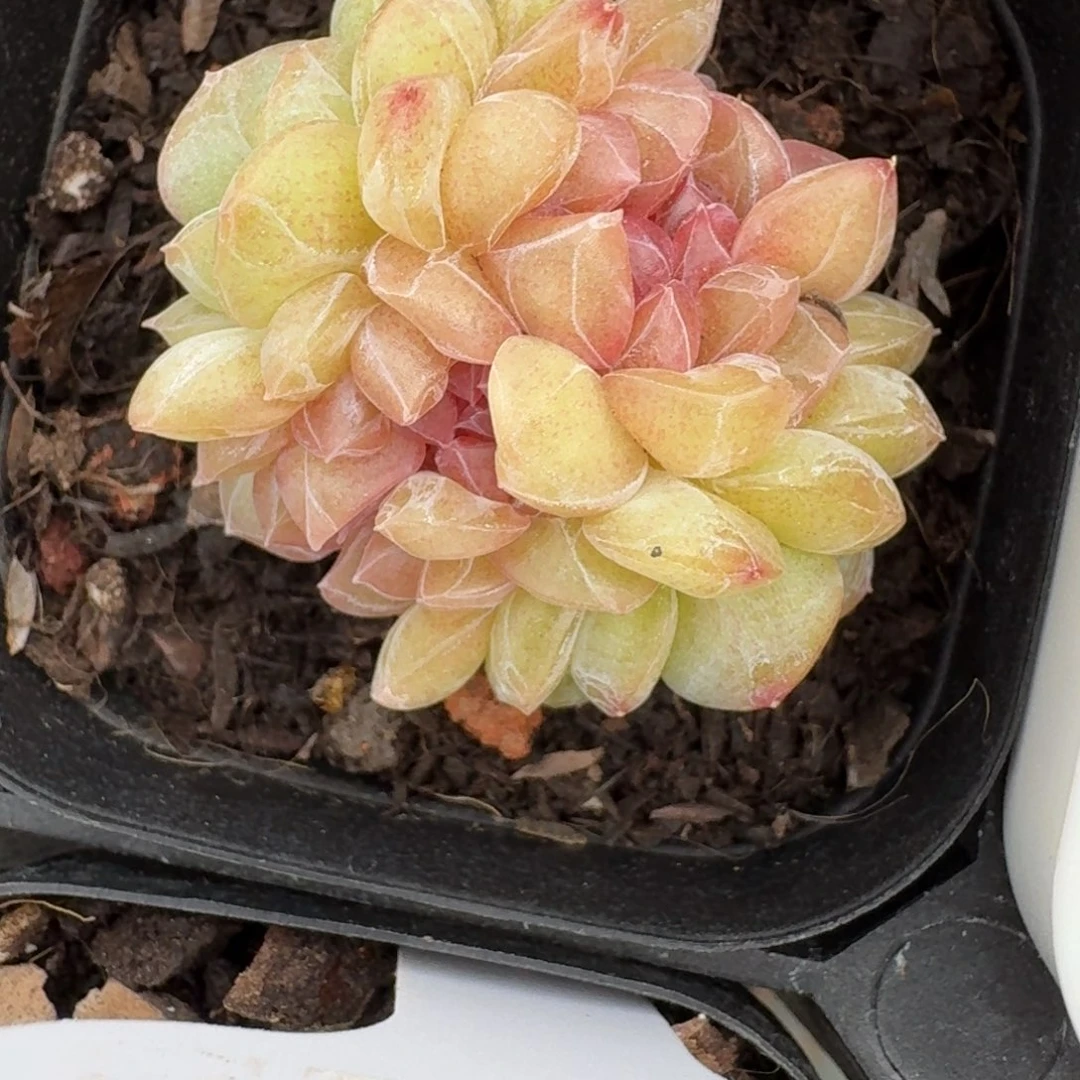 大*?0219-37-草莓啵啵一颗