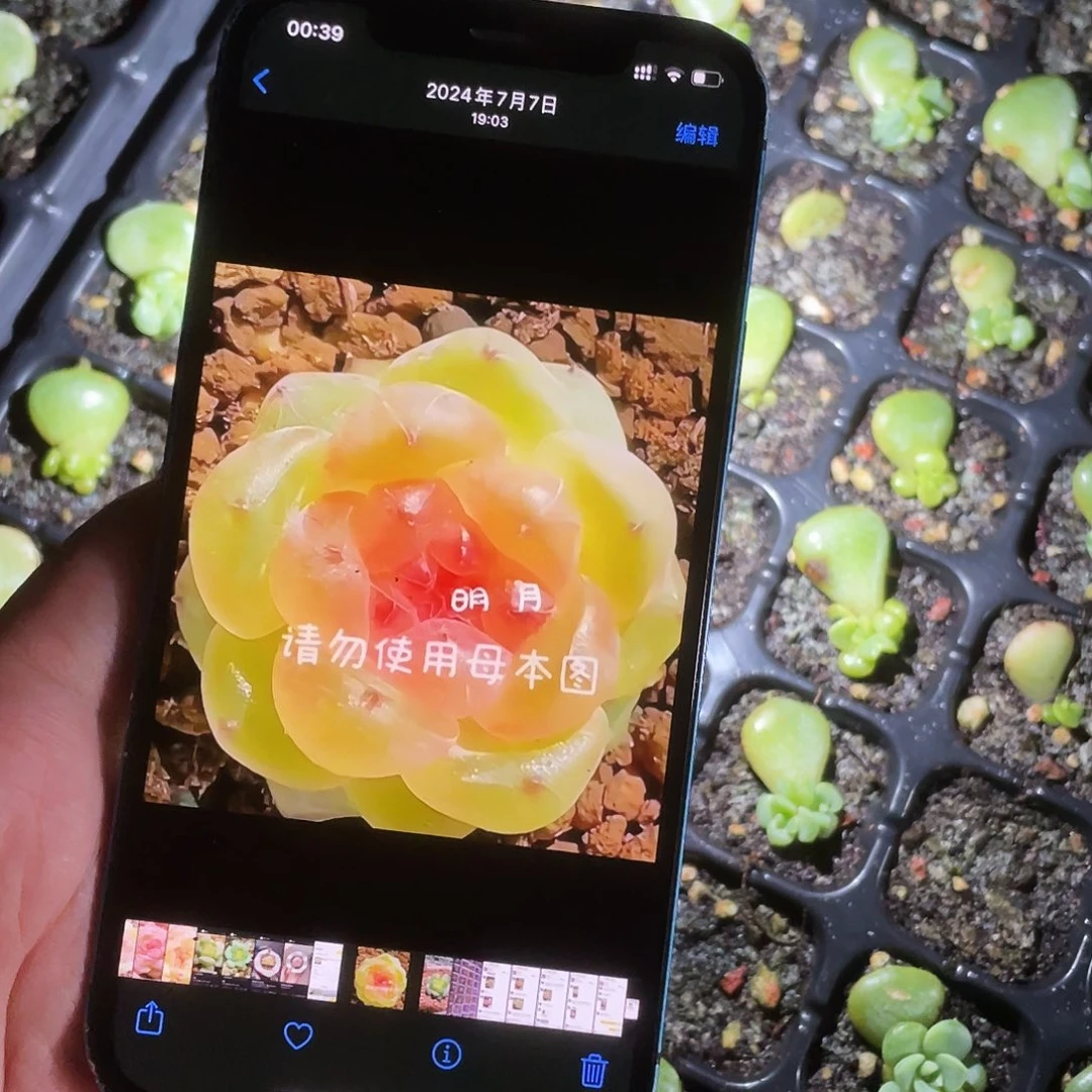 明月T0 小苗穴一个满25包邮