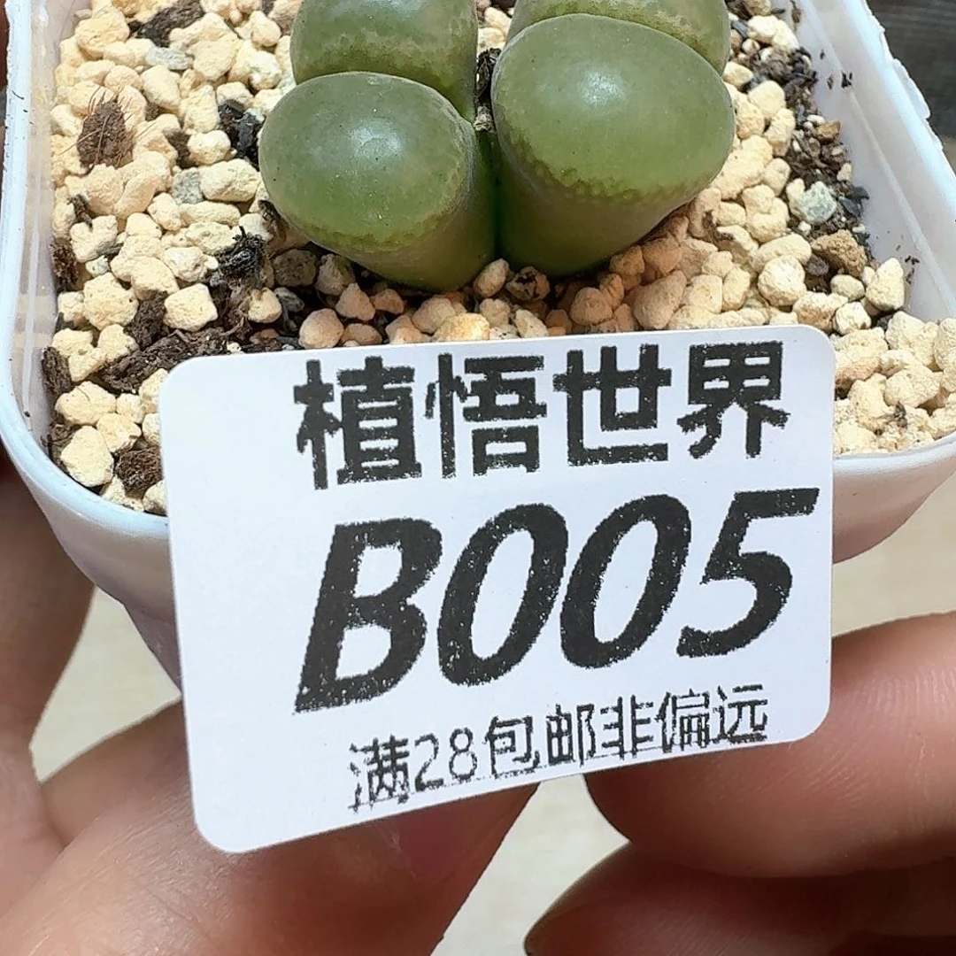 多肉植物的润泽额f g g