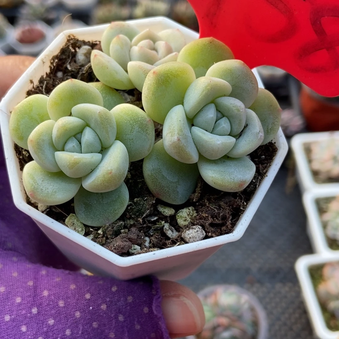 1958冰玉多肉植物duorou