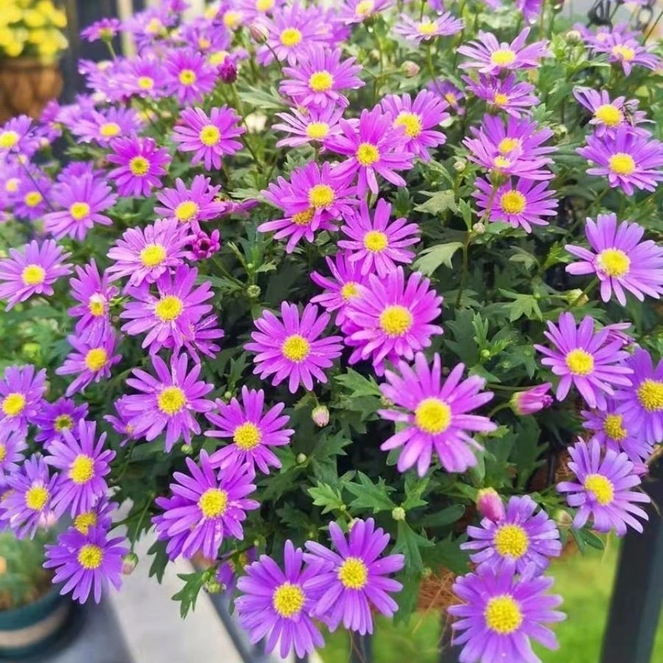 姬小菊盆栽花卉带花苞四季开花多年生适合阳台庭院