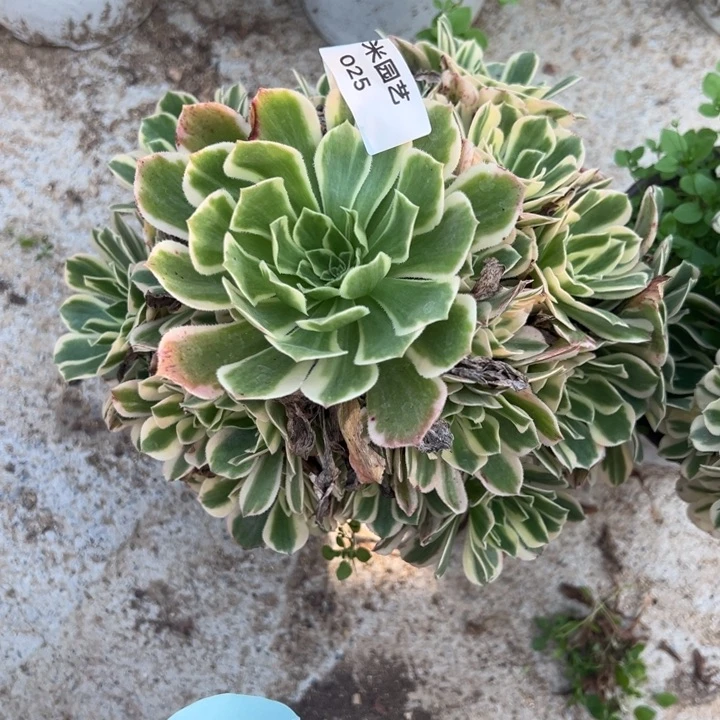 艳凝手捧多肉植物025