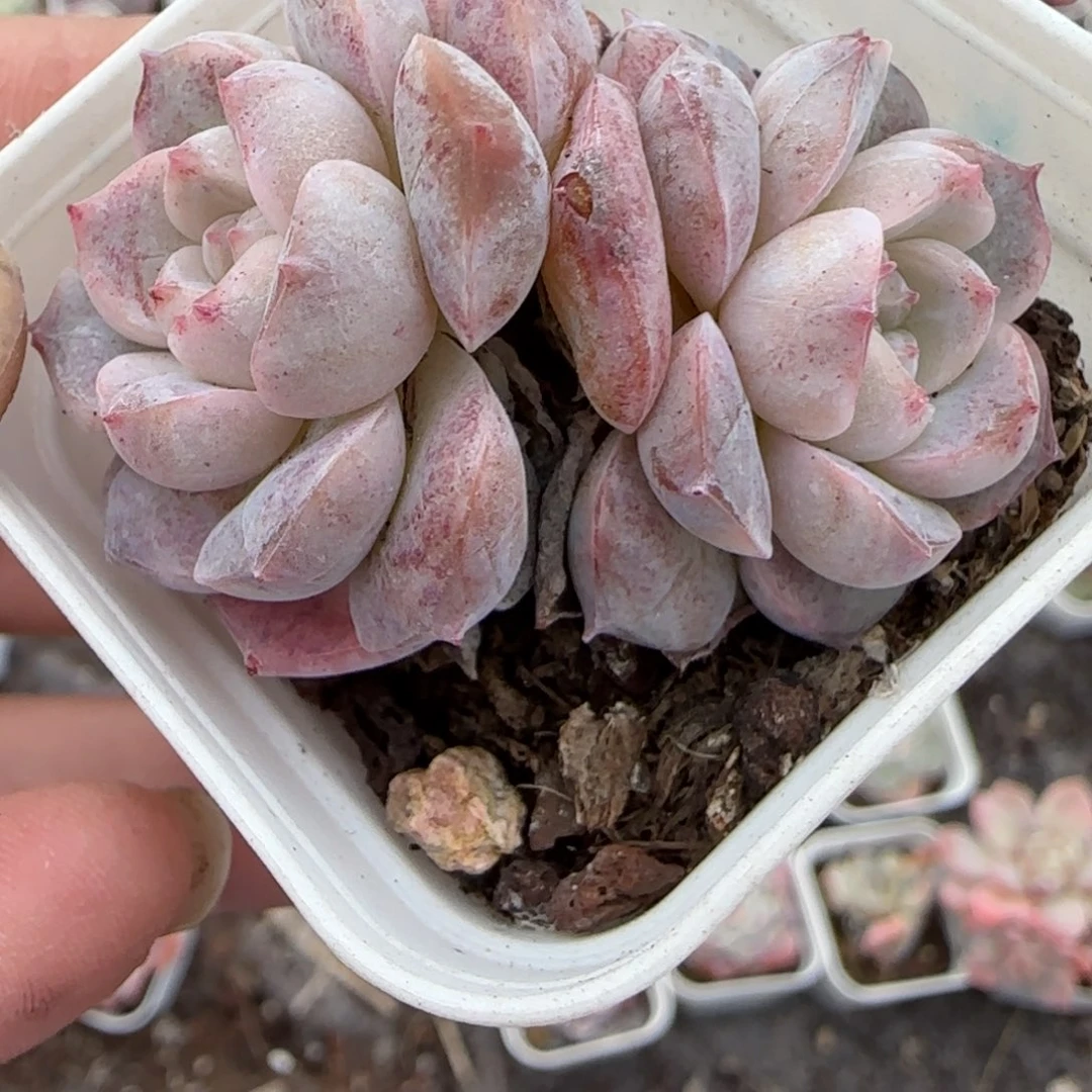 小卡拉米糖心一物一拍