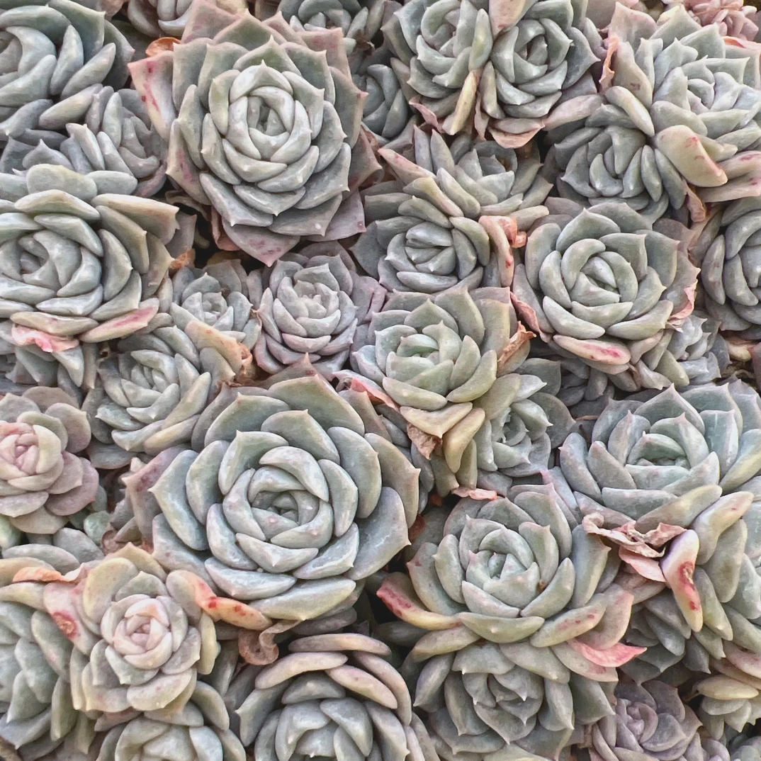 冰糖雪梨多肉正方形小盒切糕