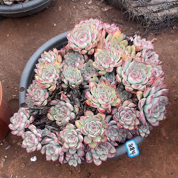 884荷花 一物一拍多肉