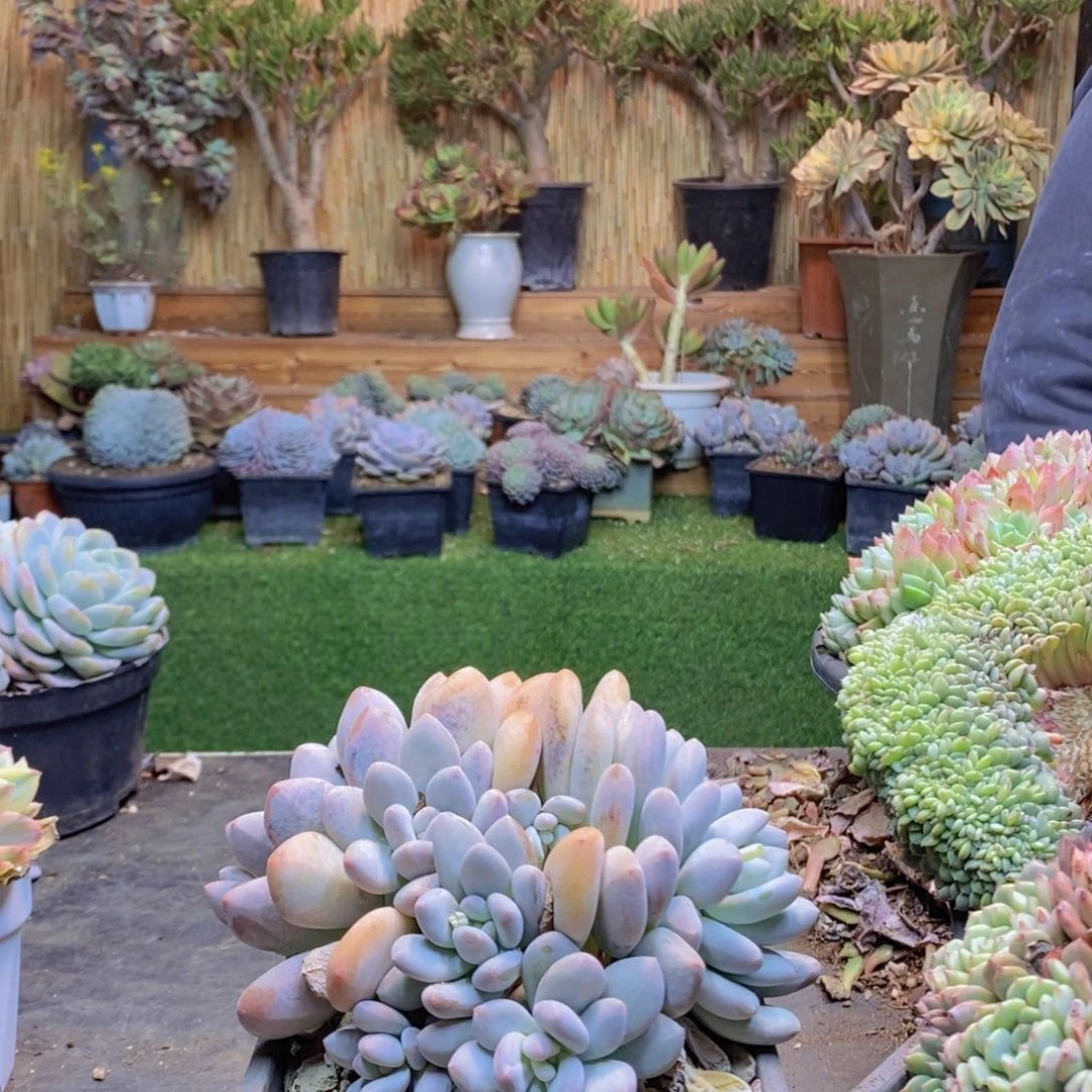 捷*C110号香水多肉