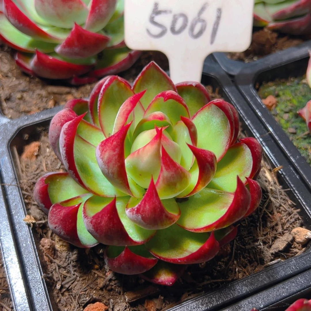 惊鸿仙子一物一拍5061号