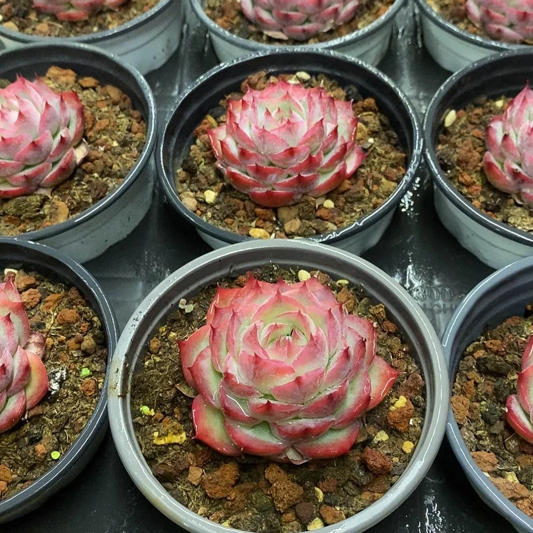 110。侧影。福利多多