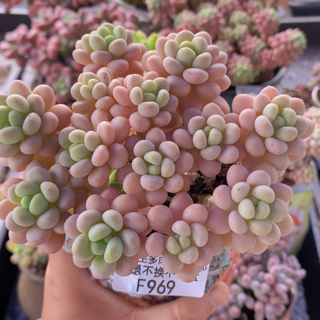 洛可可10cm969多肉植物