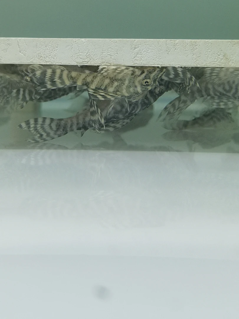 南美观赏鱼L333帝王迷宫