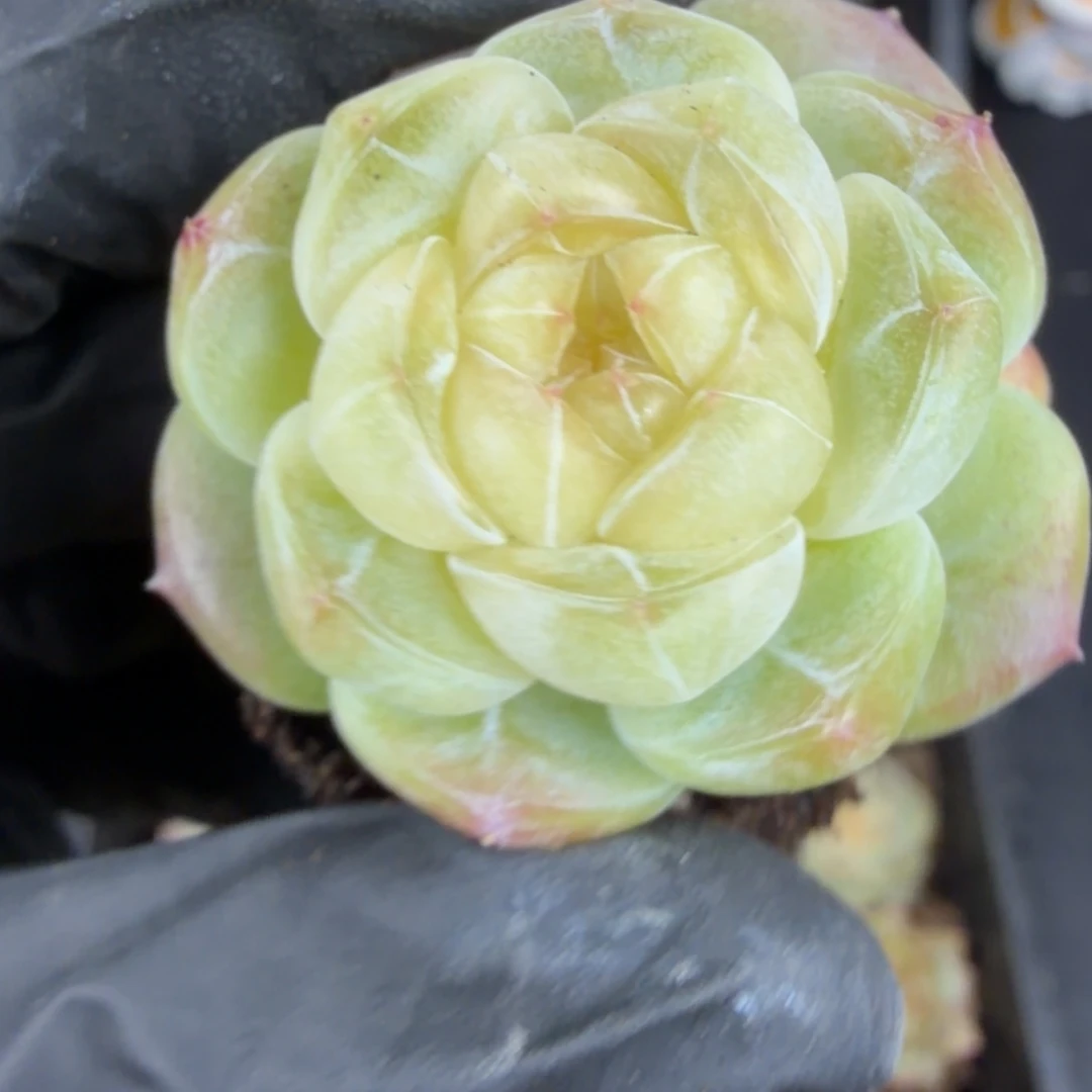 Z***c东篱下多肉植物哈哈哈33