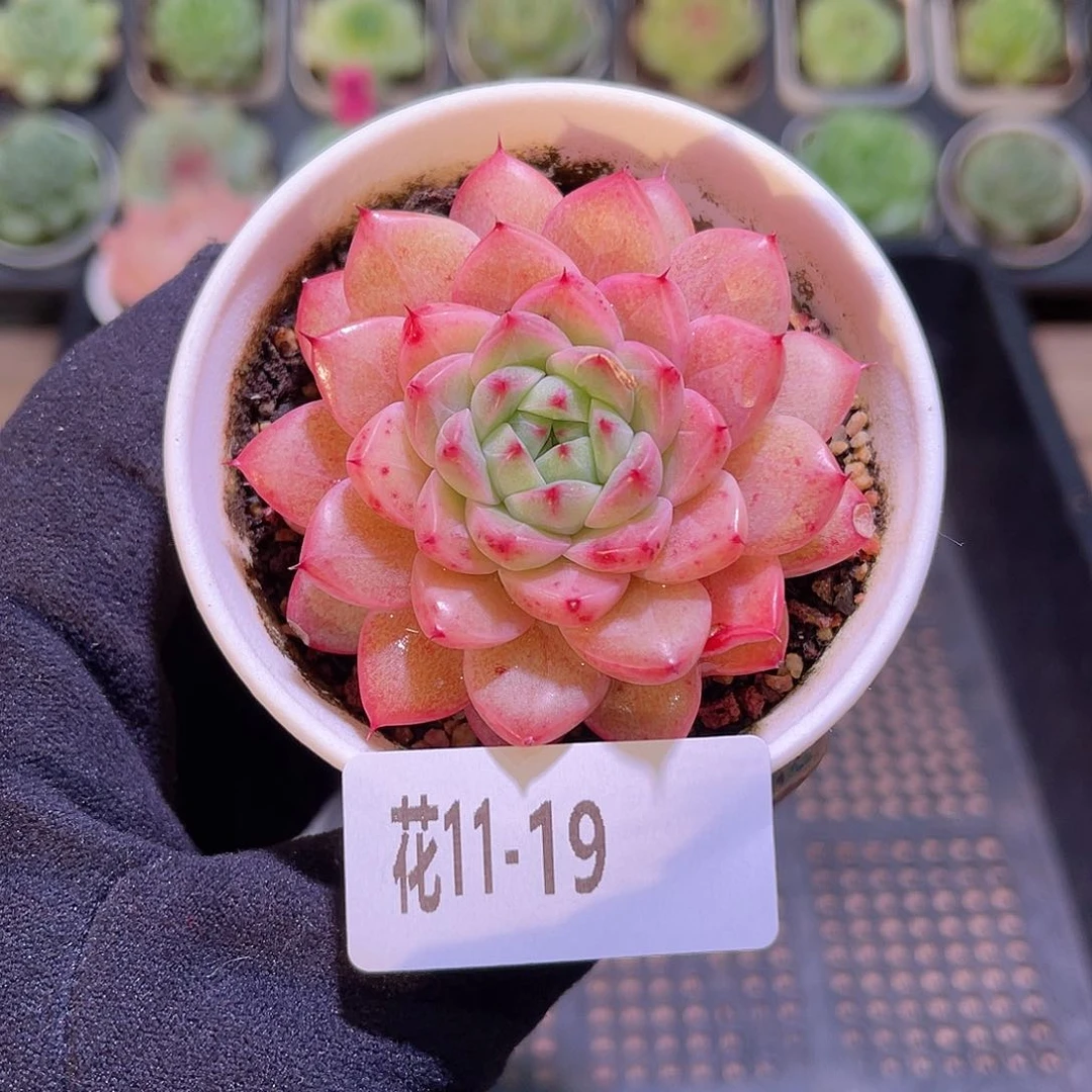 花利美11-19海王单头