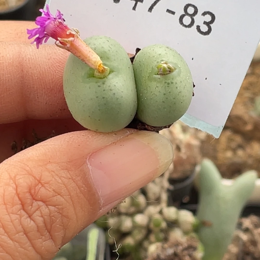 北***萝7-83肉锥多肉植物