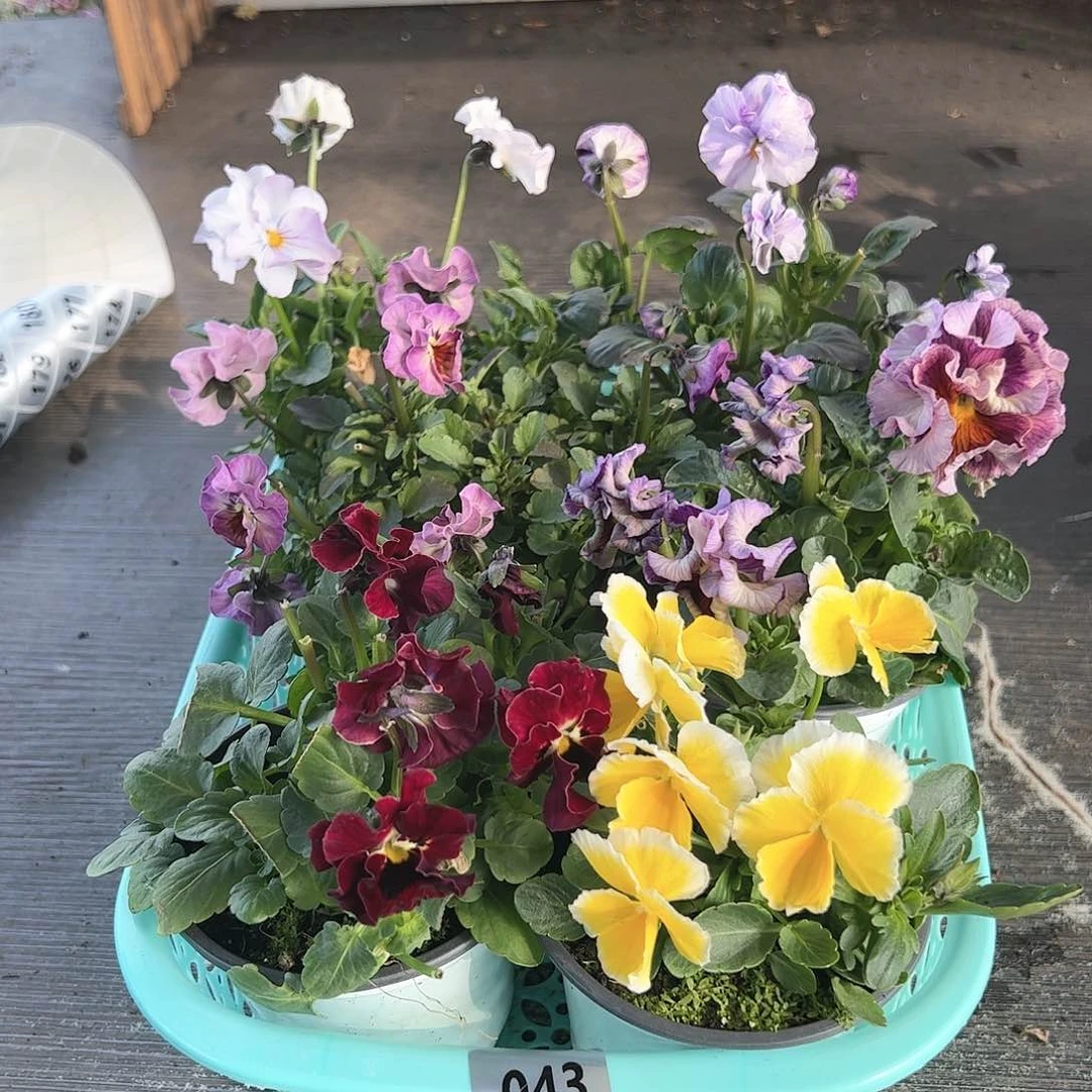 【闪购商品】043号