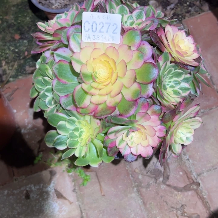 282海仙、多肉植物