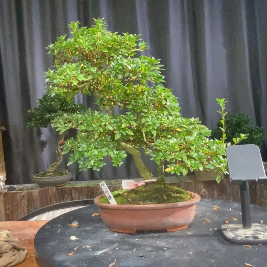 无花朵皋月杜鹃一物一花