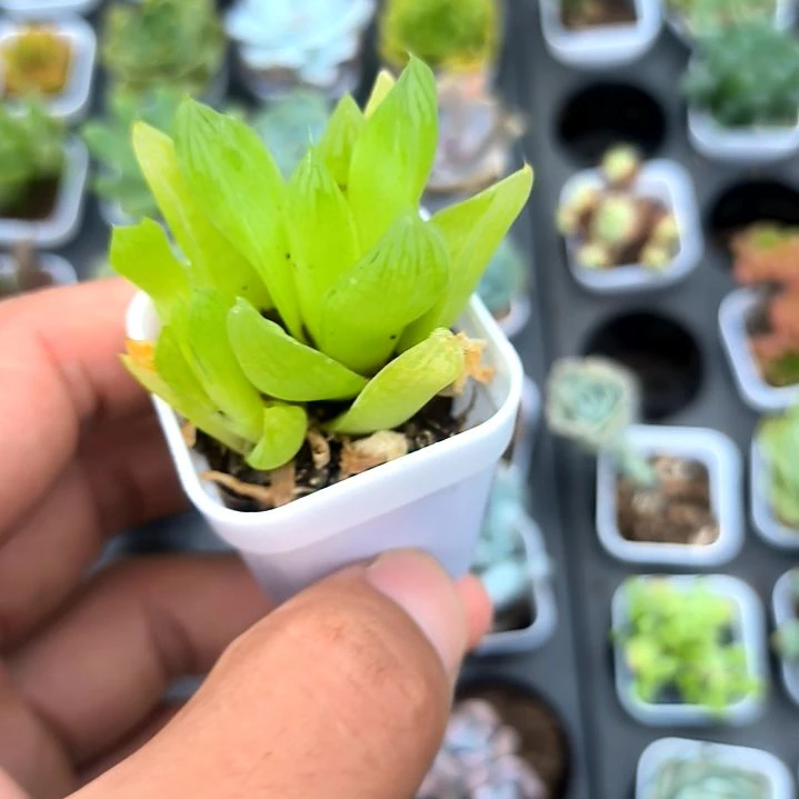 黄金菊，满5元包邮