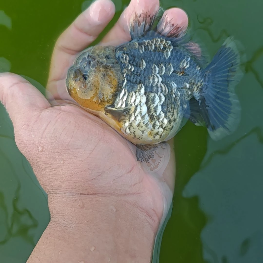 麒麟泰狮金鱼将军
