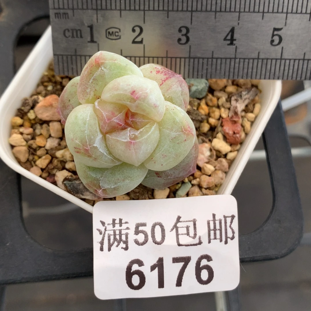 6176。石化冰玉。